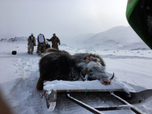 Grenlandia, polowanie na woła piżmowego