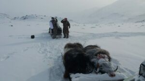 Grenlandia, polowanie na woła piżmowego